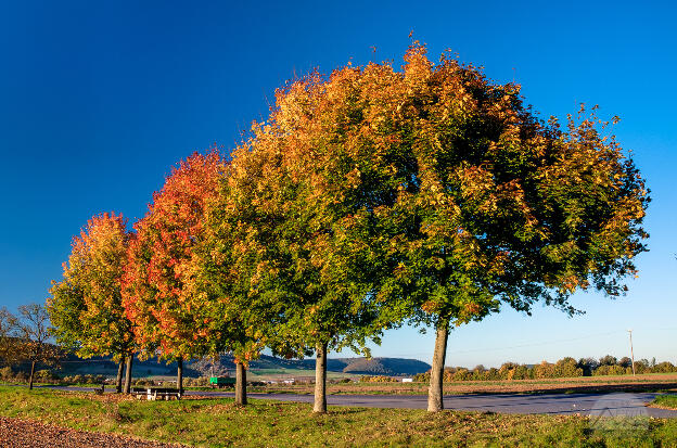 Herbstliche Ahornbäume